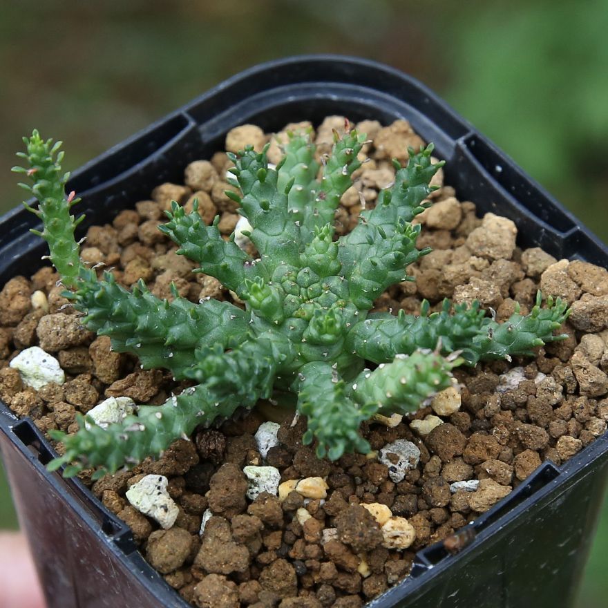 ユーフォルビア　ゴルゴニス ユーフォルビア ゴルゴニス Euphorbia gorgonis No.1 | mana's