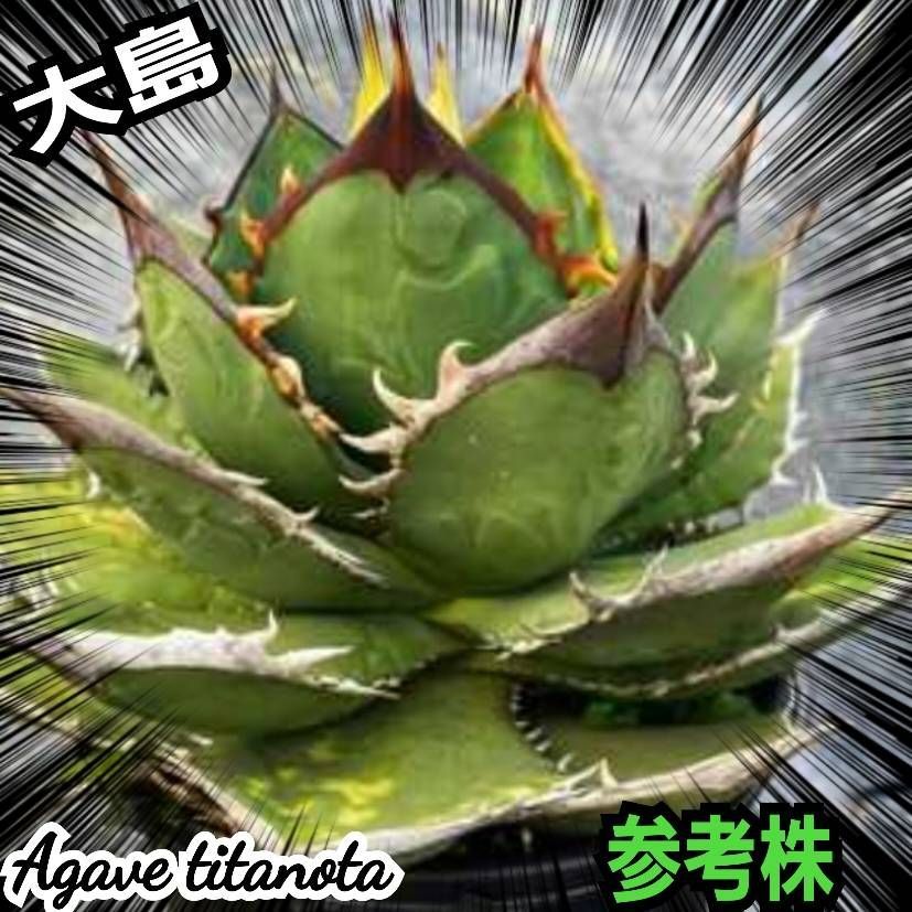 アガベ oaxaca oteroi seedling 現地実生 アガベ オテロイ 実生苗