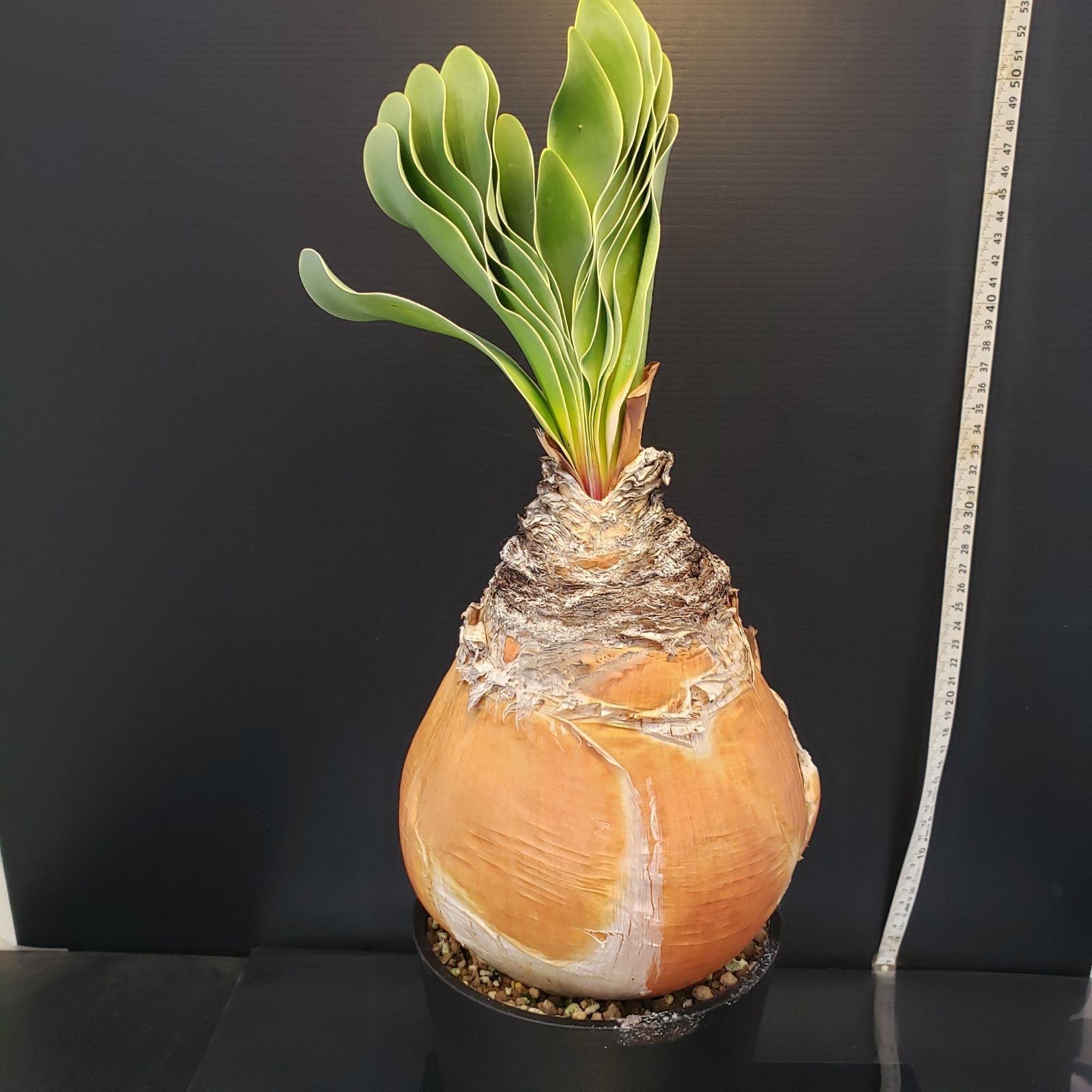 ☆特価☆コーデックス：ブーファン ハエマンソイデス*塊幅20cm 現品