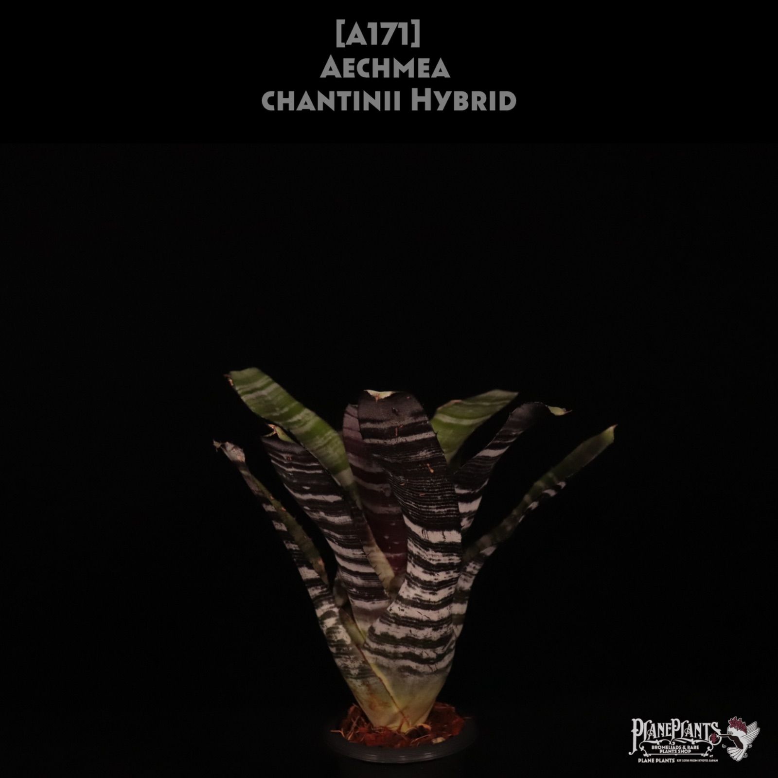 ホワイトウインドーラジエーター3本セット ホワイトウインドーラジエーター3本セット