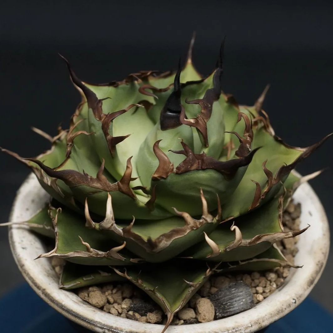 【現品】 【メルカリ便】  アガベ　チタノタ　ハデス アガベ チタノタ ハデス 黒帝斯 - メルカリ