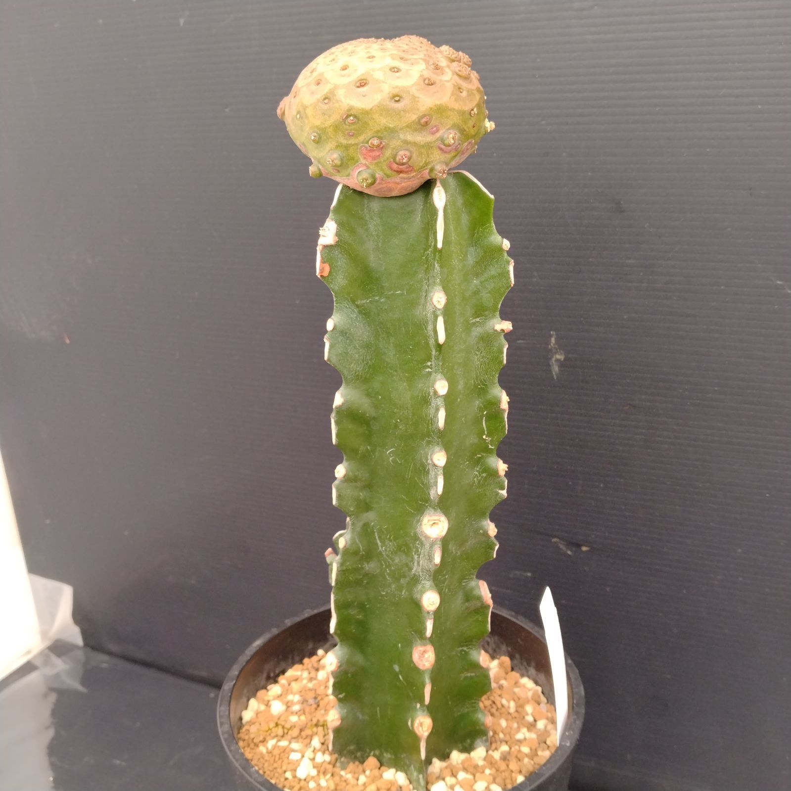ユーフォルビア ツルビニフォルミス③ サボテン 多肉植物 コーデックス 希少 ユーフォルビア ツルビニフォルミス 多肉植物 希少 サボテン