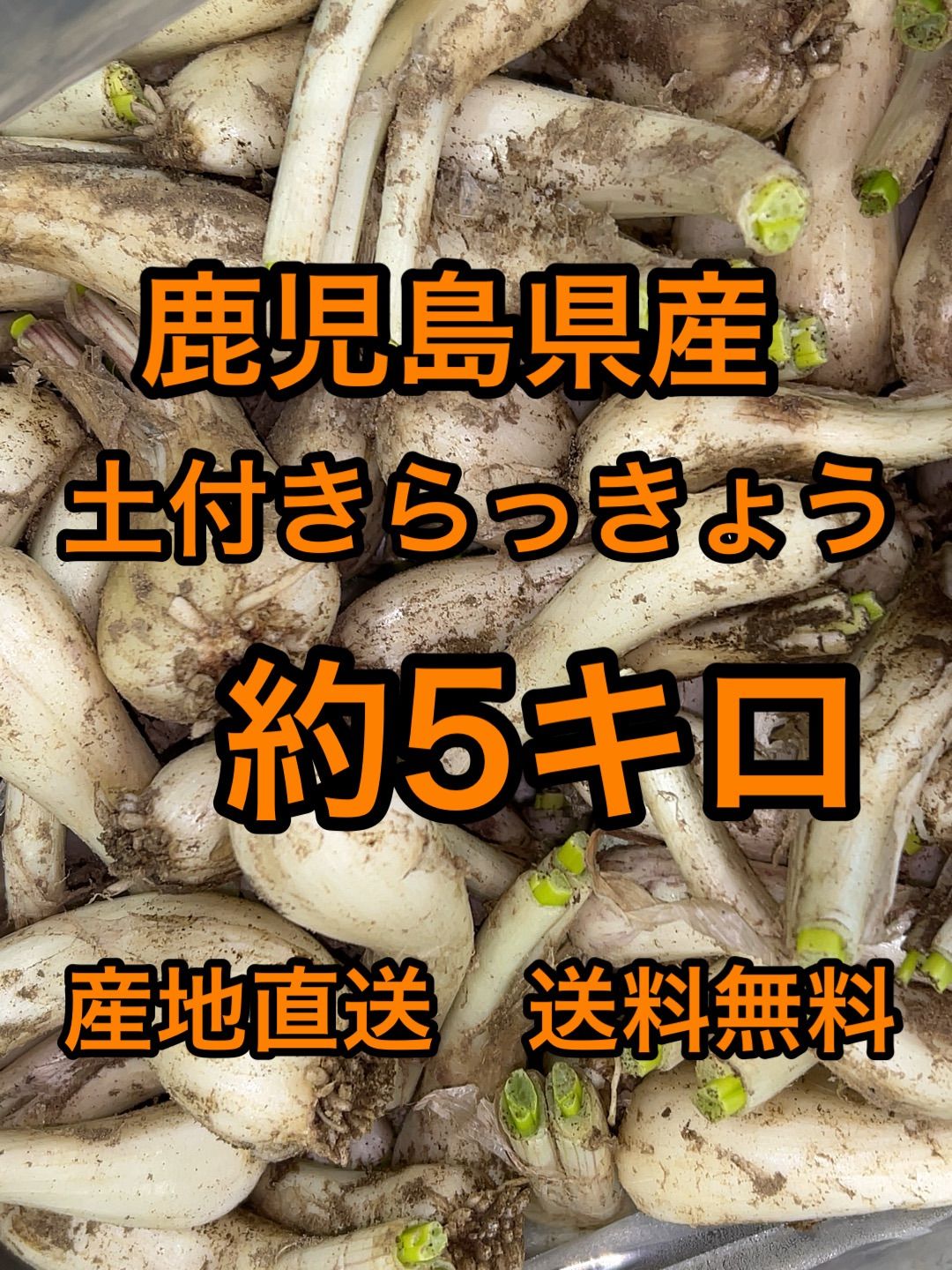 ラスト1☆20kg大容量！【土付き/らっきょう】シャキシャキッ