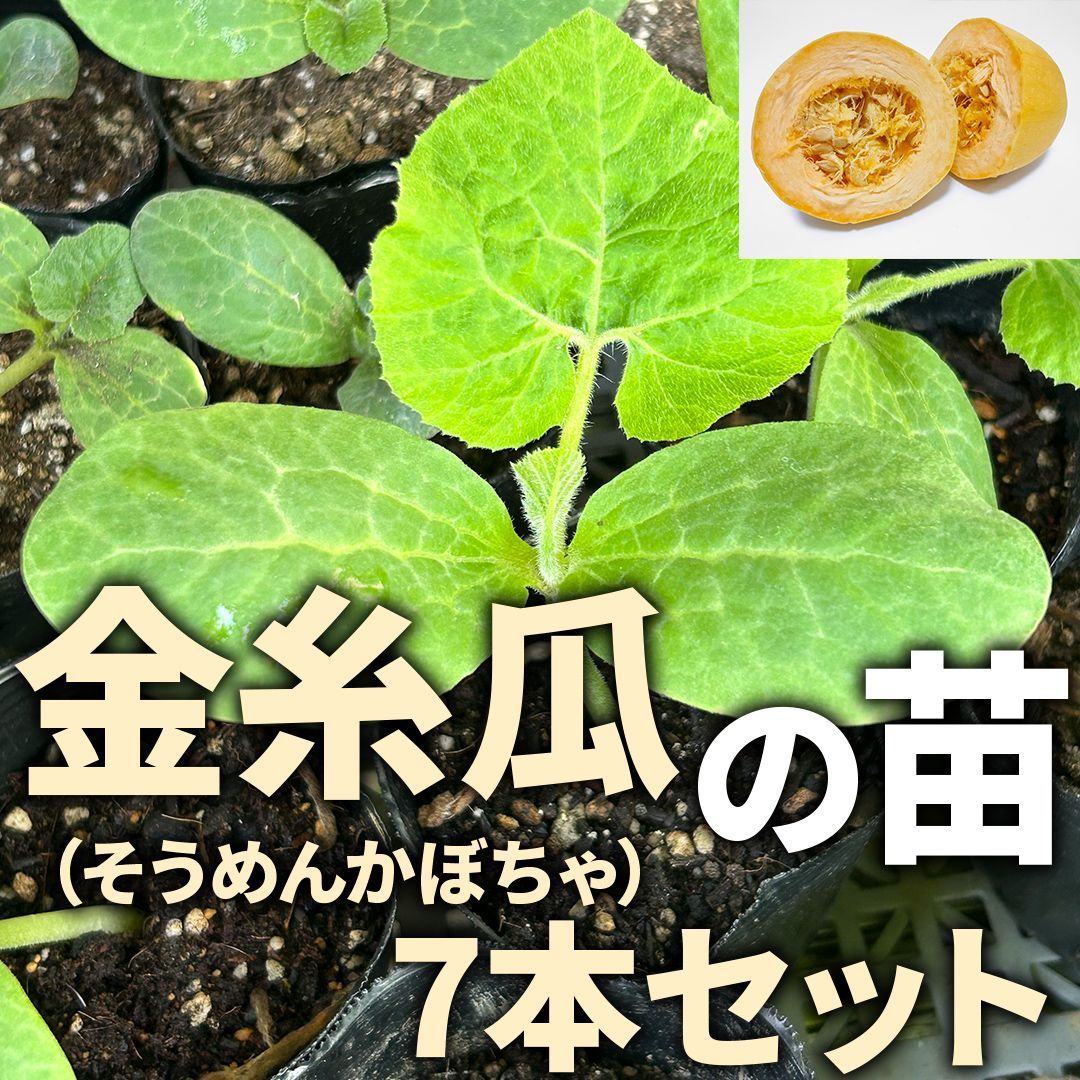 かぼちゃ  栃木産栗かぼちゃ 4.8㎏ - メルカリ