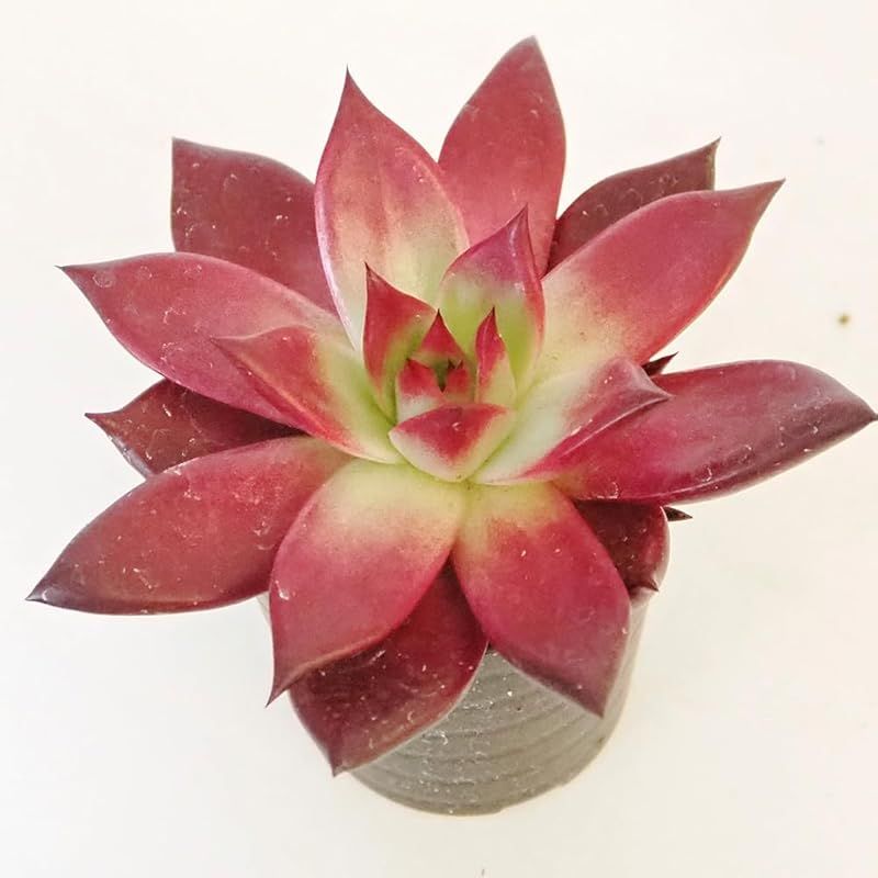 ＩＴＡＮＳＥ エケベリア ロメオルビン 2.5号 4個セット 多肉植物 学名 Echeveria agavoides Romeo Rubin ベンケイソウ科 エケベリア属 原産地 メキシコ 中米 ドイツのコーレスが育種した品種 従来のロメオよりもさら
