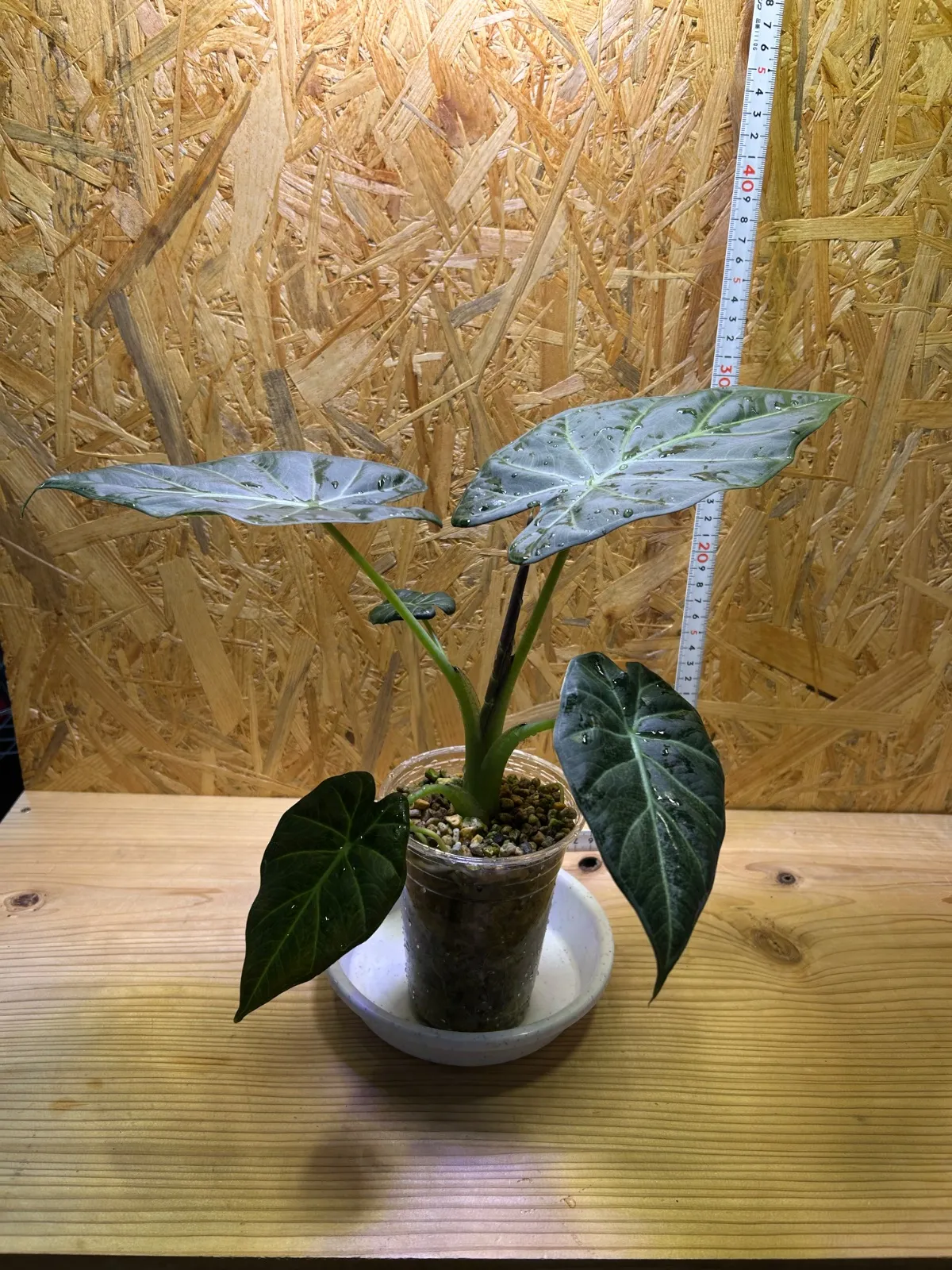 食虫植物N. xtrusmadensis AW clone:3 【公式通販】