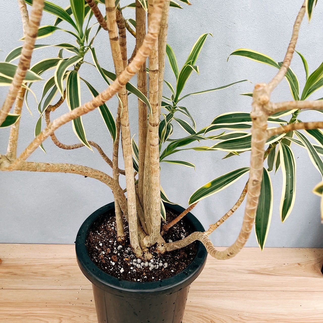 現品］93番 ドラセナ ソングオブインディア 8号 観葉植物 大型