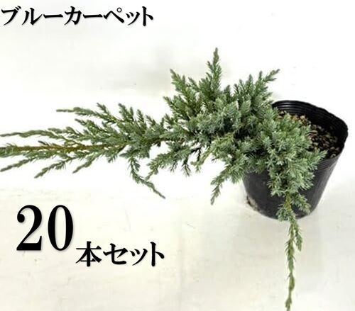 20本セット ブルーカーペット 13.5～15cmポット