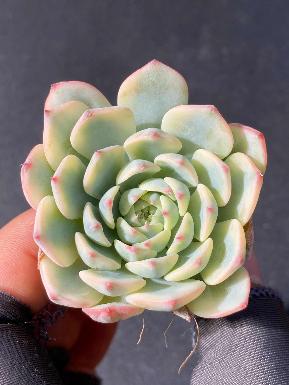 サルミアナ フェロックス 大株 50 ナッツ アガベ 大株 サルミアナフェ