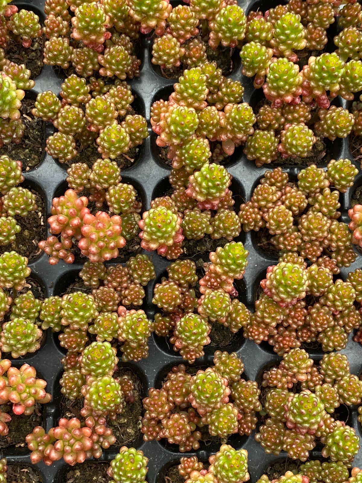 QS6×105苗 多肉植物