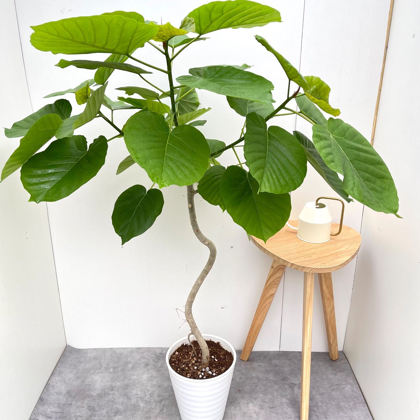 フィカス ウンベラータ 曲がり 15 現品 観葉植物 室内 大型