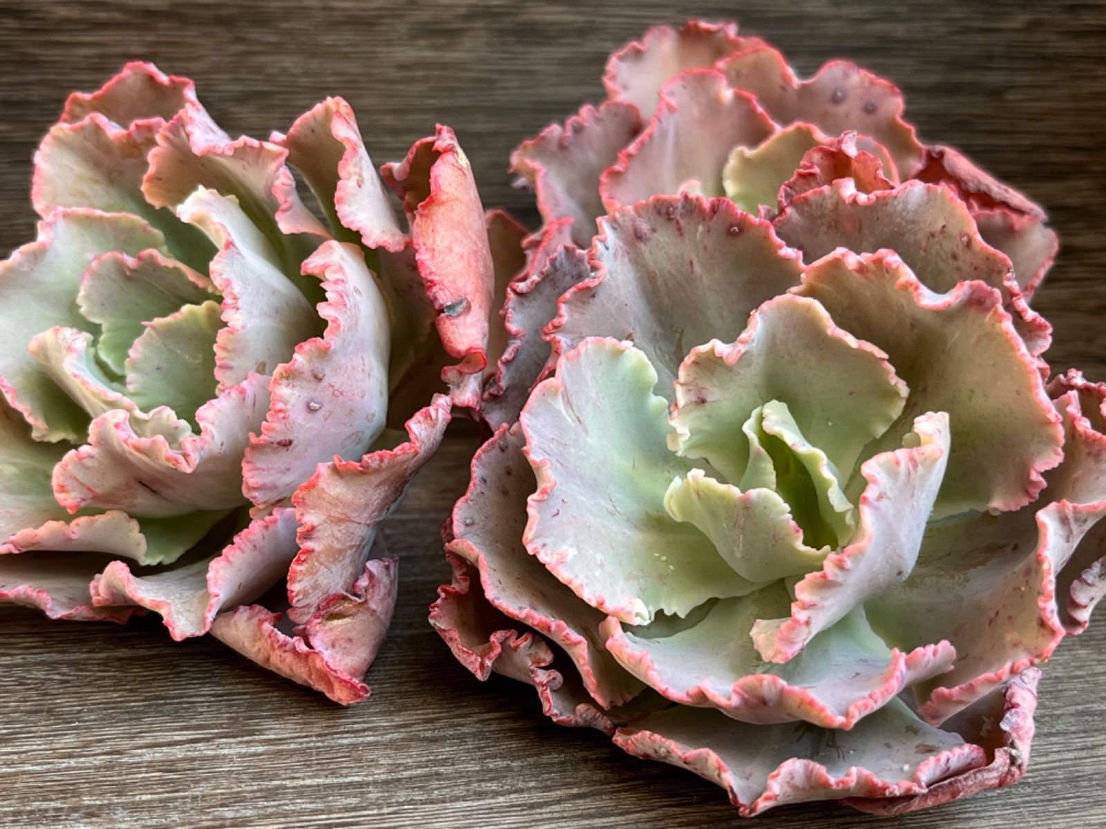 充実苗❣️☆多肉植物 フローレンス錦 エケベリア 韓国苗☆ - メルカリ