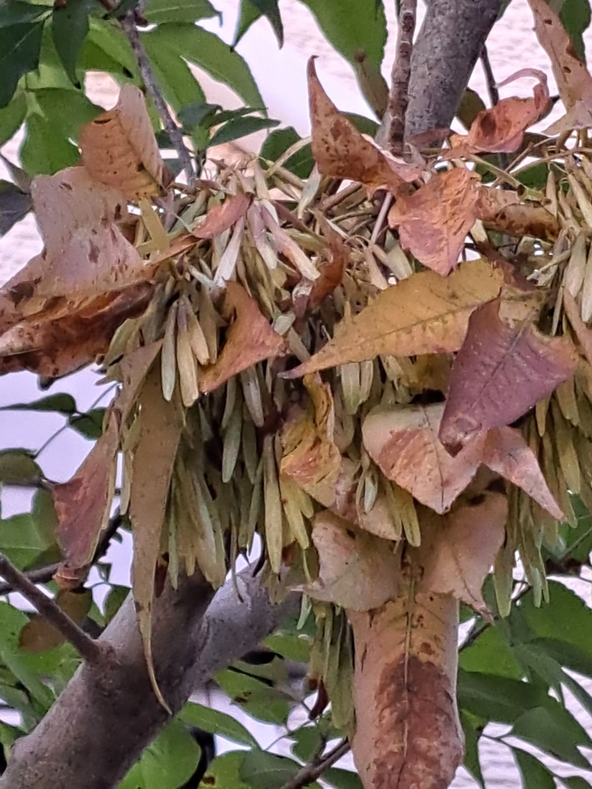 Idプランツ様専用※ アオダモ 種 2000粒 アオダモ 販売