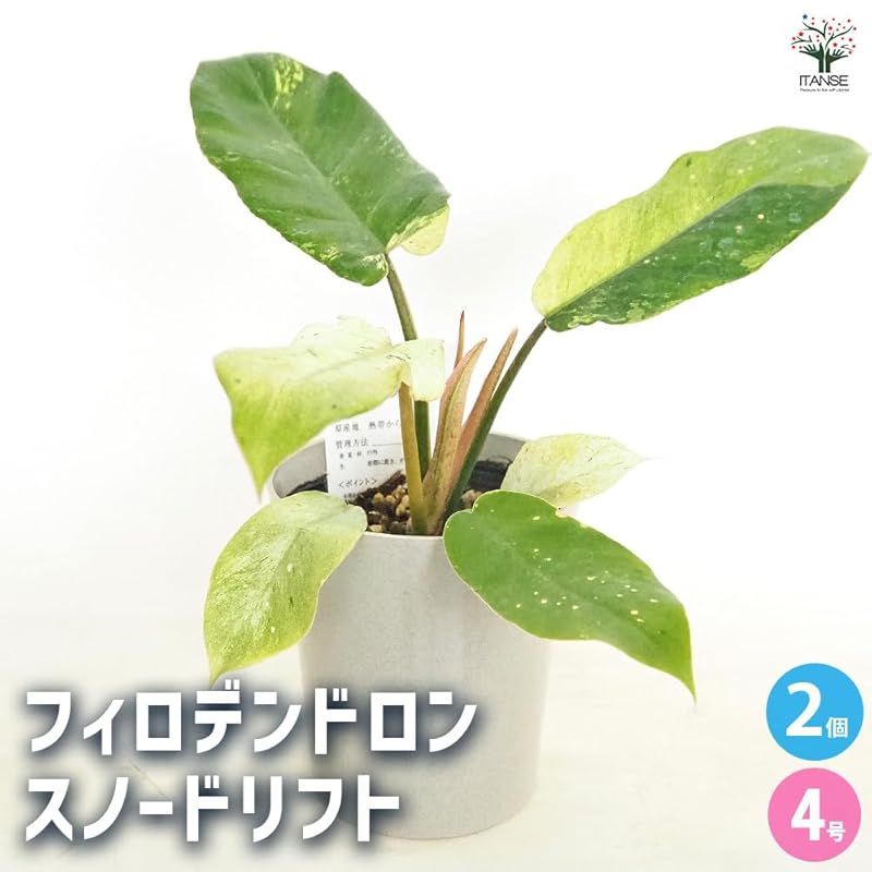 ITANSE フィロデンドロン スノードリフト 4号 2個セット 品種で選べる観葉植物 学名 Philodendron Snow Drift サトイモ科 非耐寒性常緑多年草 新芽は白く 成長とともに徐々にグリーンやライムグリーンの斑が不規則に入る