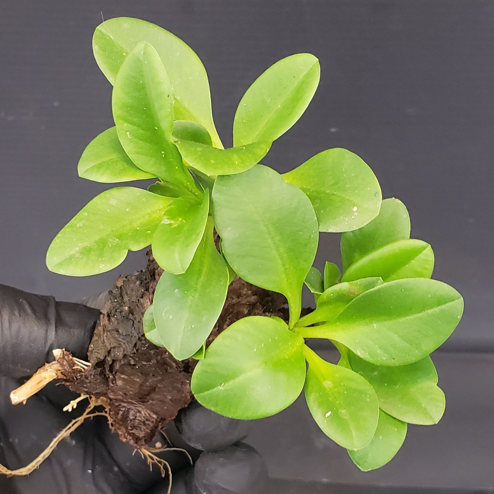 V230【自社水耕発根株】Euphorbia イトレメンシス（現地球・抜き苗