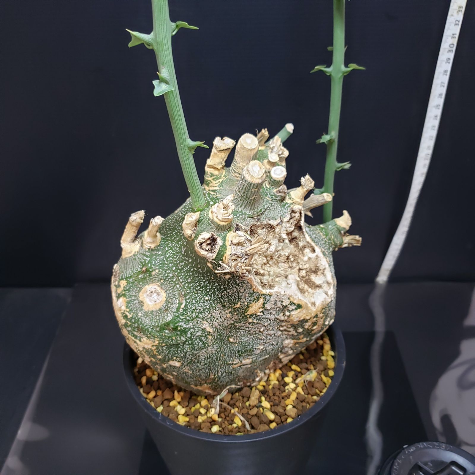 アデニア グロボーサ 現地球 発根株 発芽 (鉢付き) アデニア