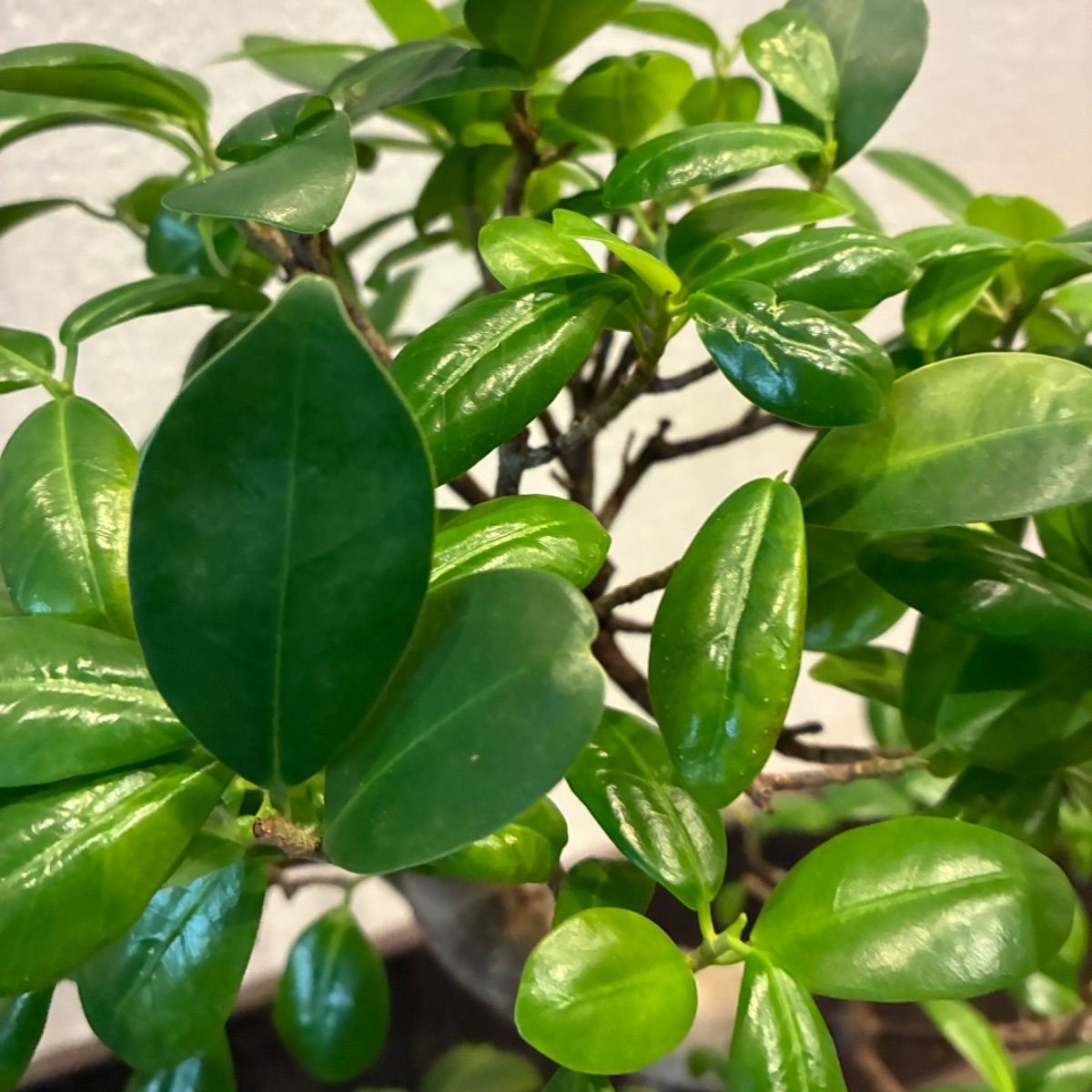 ガジュマル曲がり 昇り龍みたいな縁起が良さげな仕立て YUZUMIYA_COM