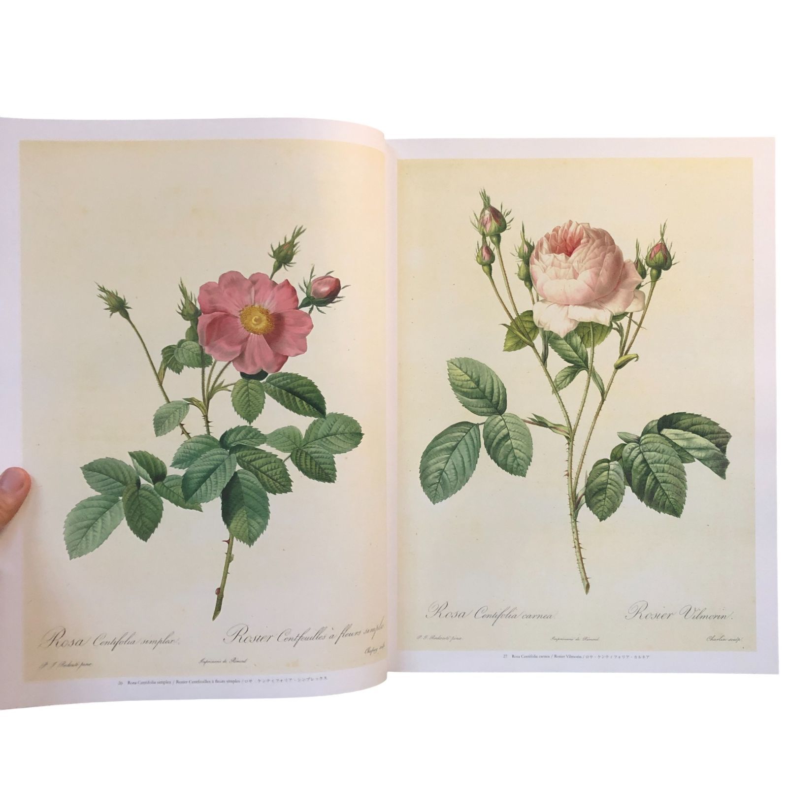 ルドゥーテ☀バラ図譜☆河出書房 バラ図譜 (LES ROSES) ピエール＝ジョゼフ・ルドゥーテ 河出書房