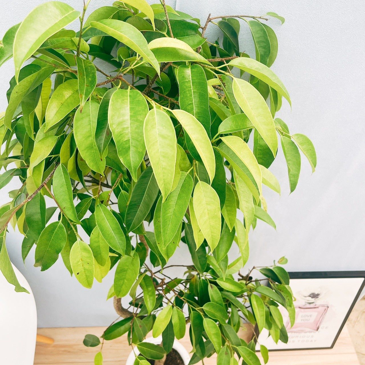 現品］S フィカス アムステルダムキング 8号 観葉植物 大型 室内