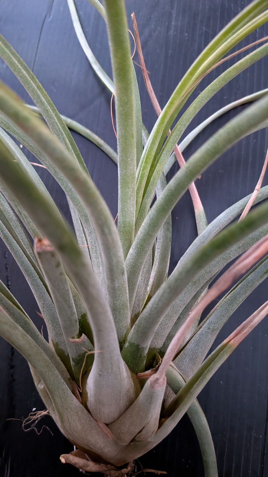 送料無料】Billbergia 'Dorothy Berg'〔ビルベルギア〕現品発送B0279