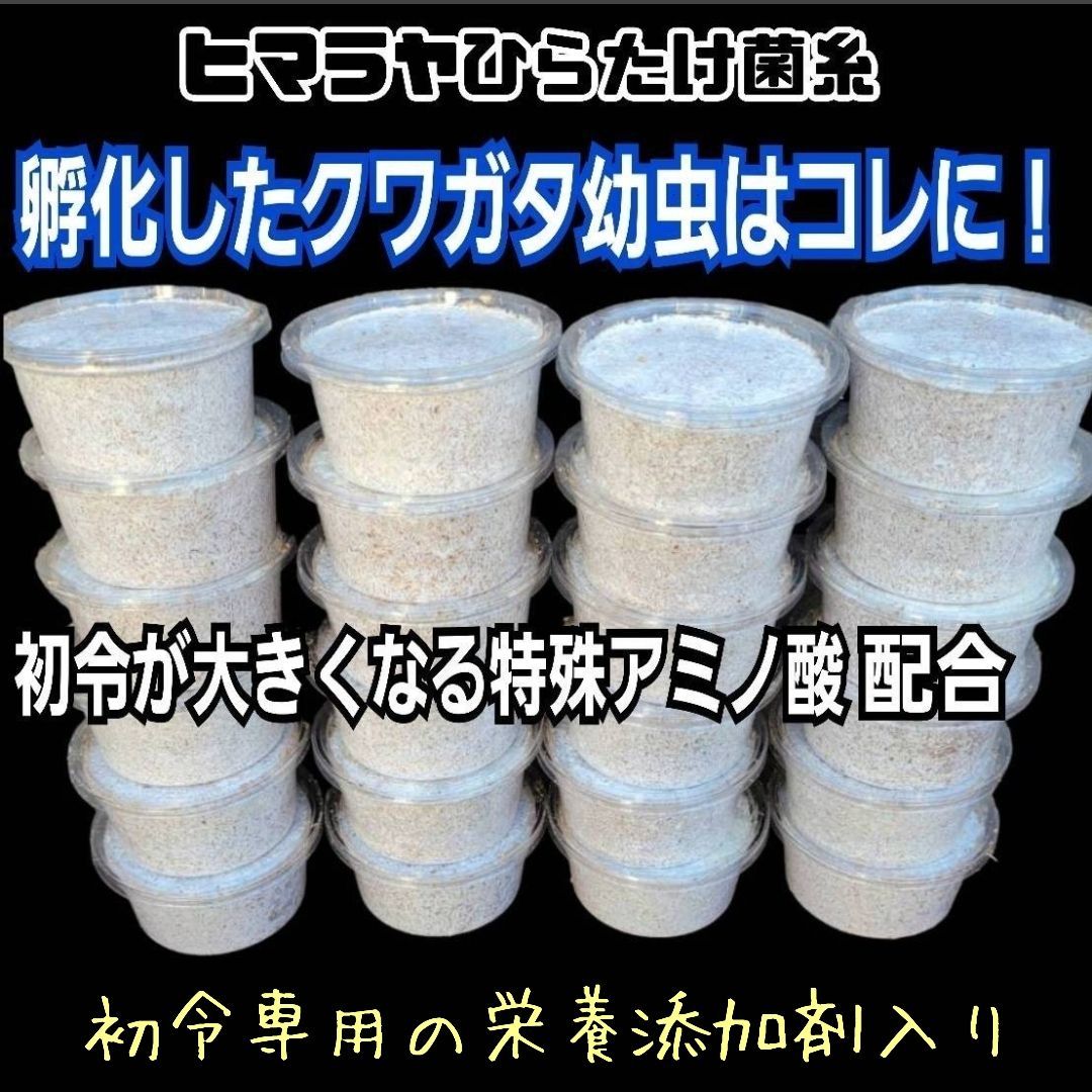 ヒマラヤひらたけ菌糸カップ【50個セット】初令、2令幼虫専用栄養添配合！ 特選！ヒマラヤひらたけ菌糸プリンカップ120ml 【20個セット】初