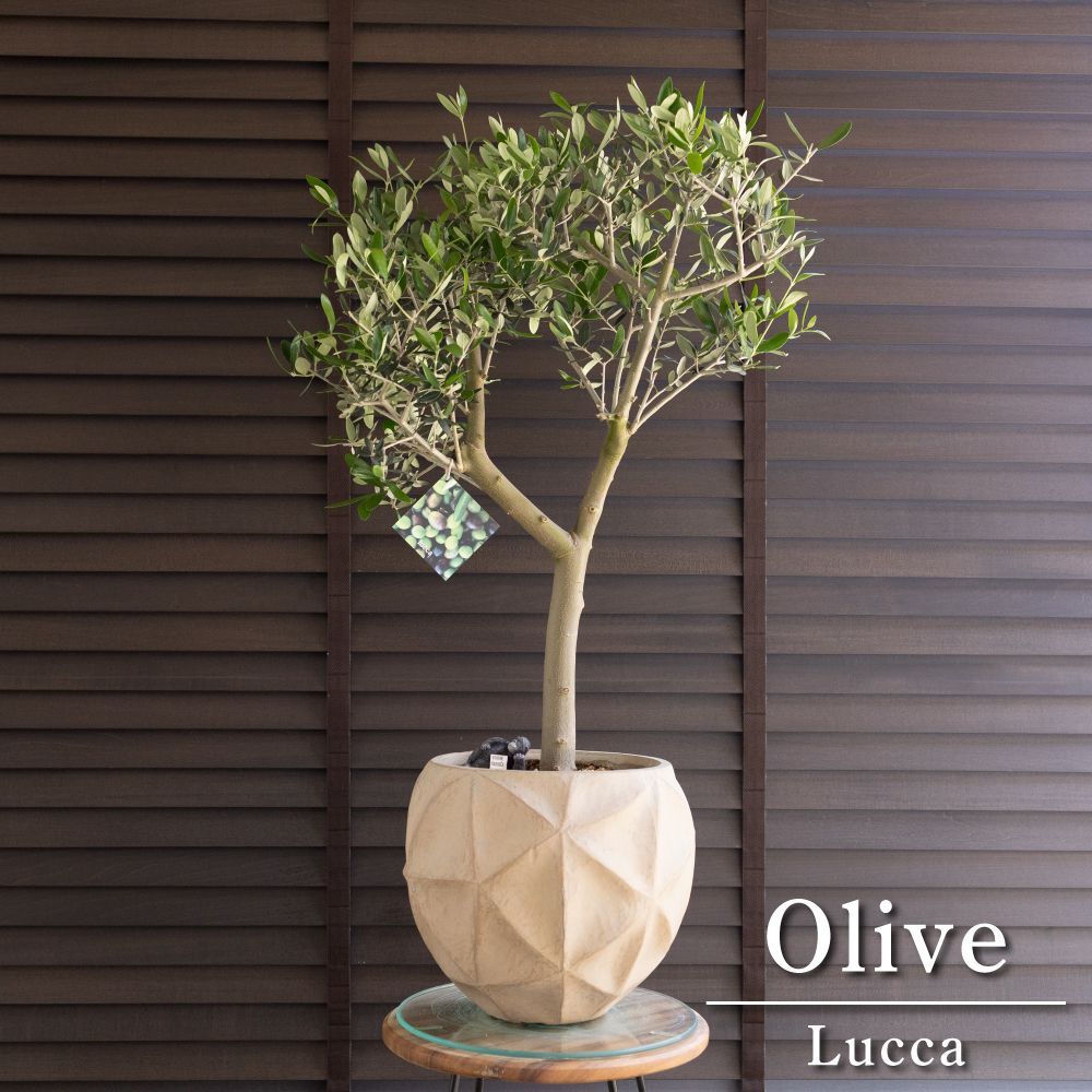 創樹　オリーブ　ルッカ　14 創樹 Olive オリーブの木 ルッカ SOUJU Lucca オリーブ 9号 陶器