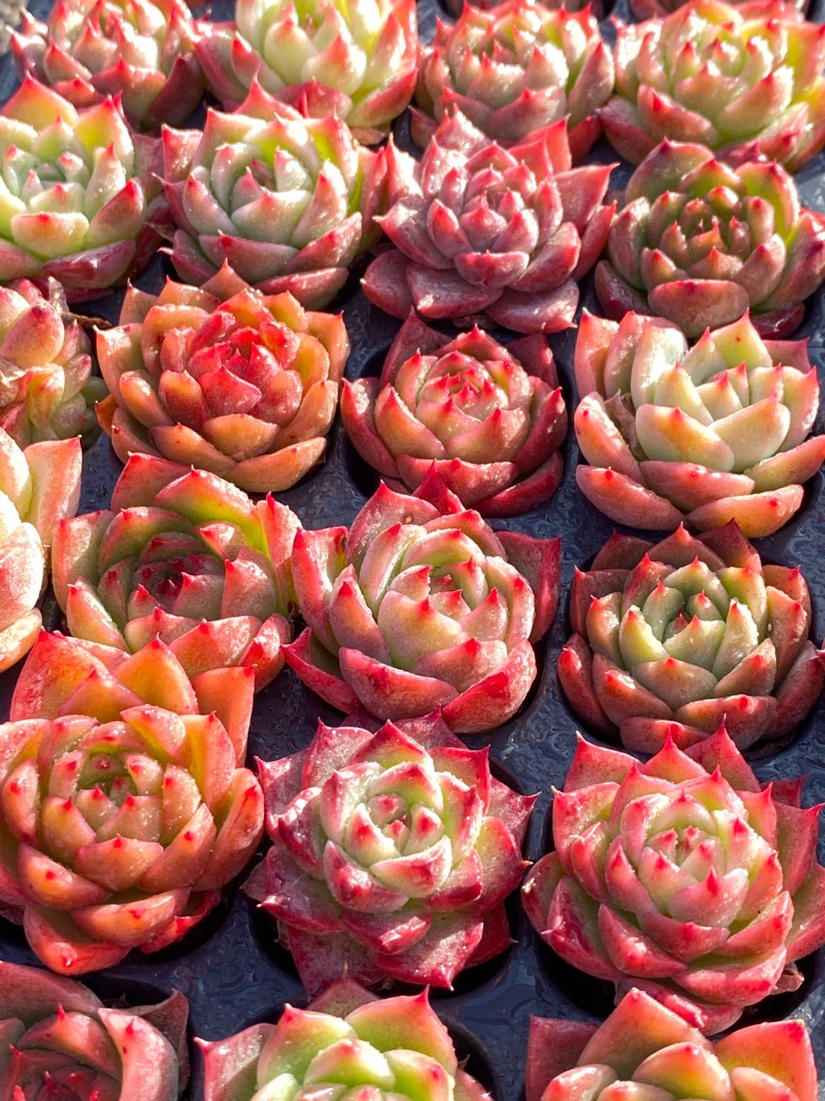 美株】 テフロカクタス ゲオメトリクス 3玉ヴィンテージ ☆美株☆大玉