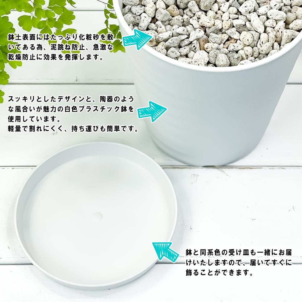 観葉植物 PLANCHU 観葉植物 アレカヤシ 8号鉢 受け皿付き 育て方説明書付き Dypsis lutescens ディプシス ヤシ コガネタケヤシ ヤマドリヤシ
