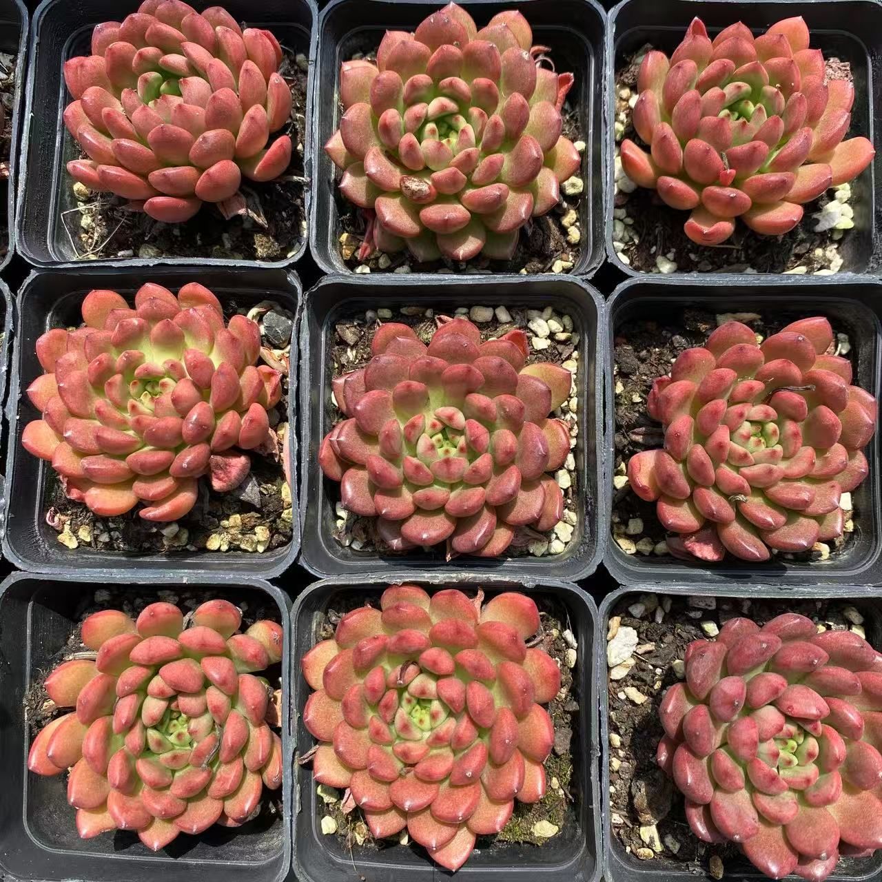 A*n様 S406　タロック　抜き苗　77株　多肉植物 エケベリア 韓国苗 サボ 抜き苗 ルビー ZM1567×40株 ふっくら 多肉植物 エケベリア