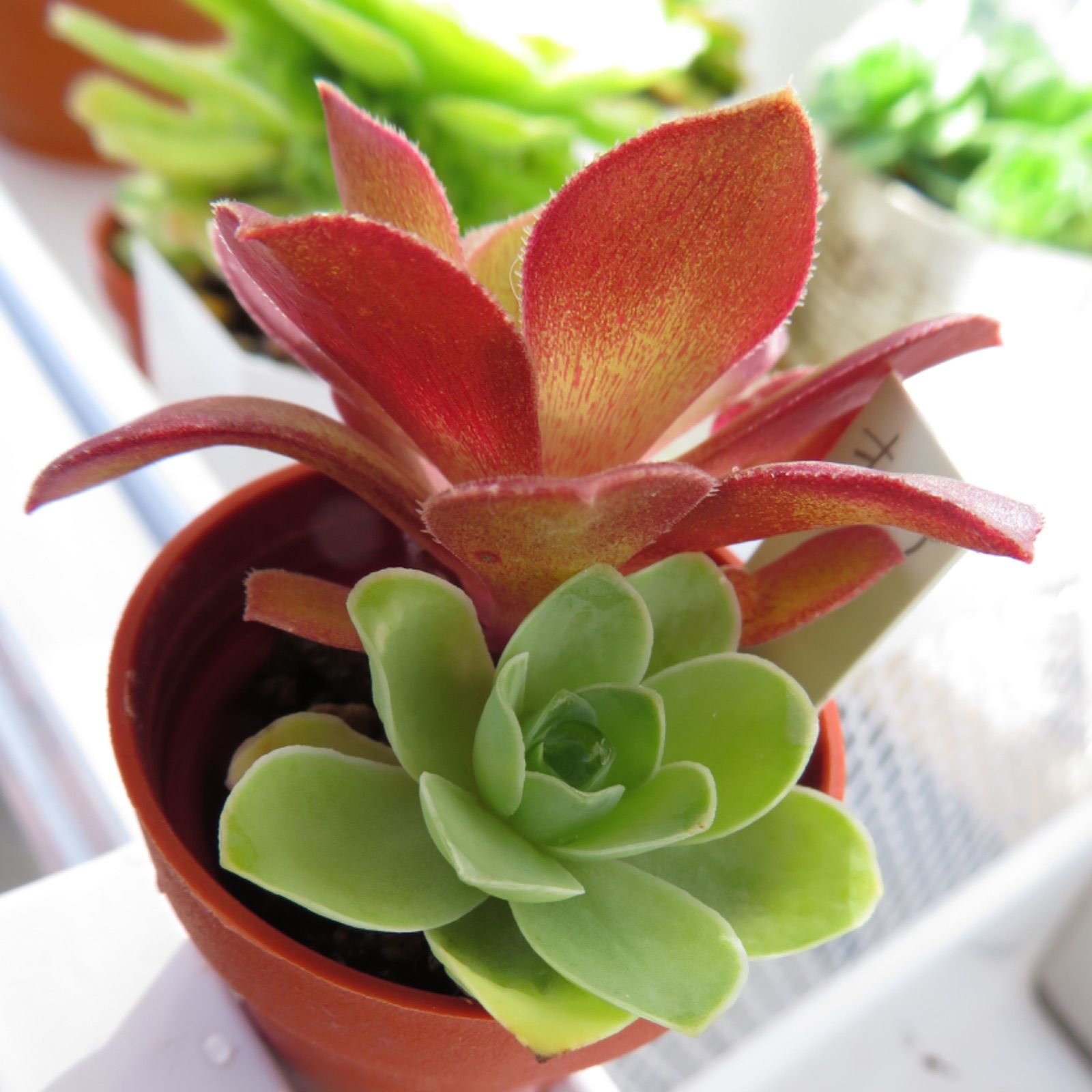 エルイエロ 多肉植物