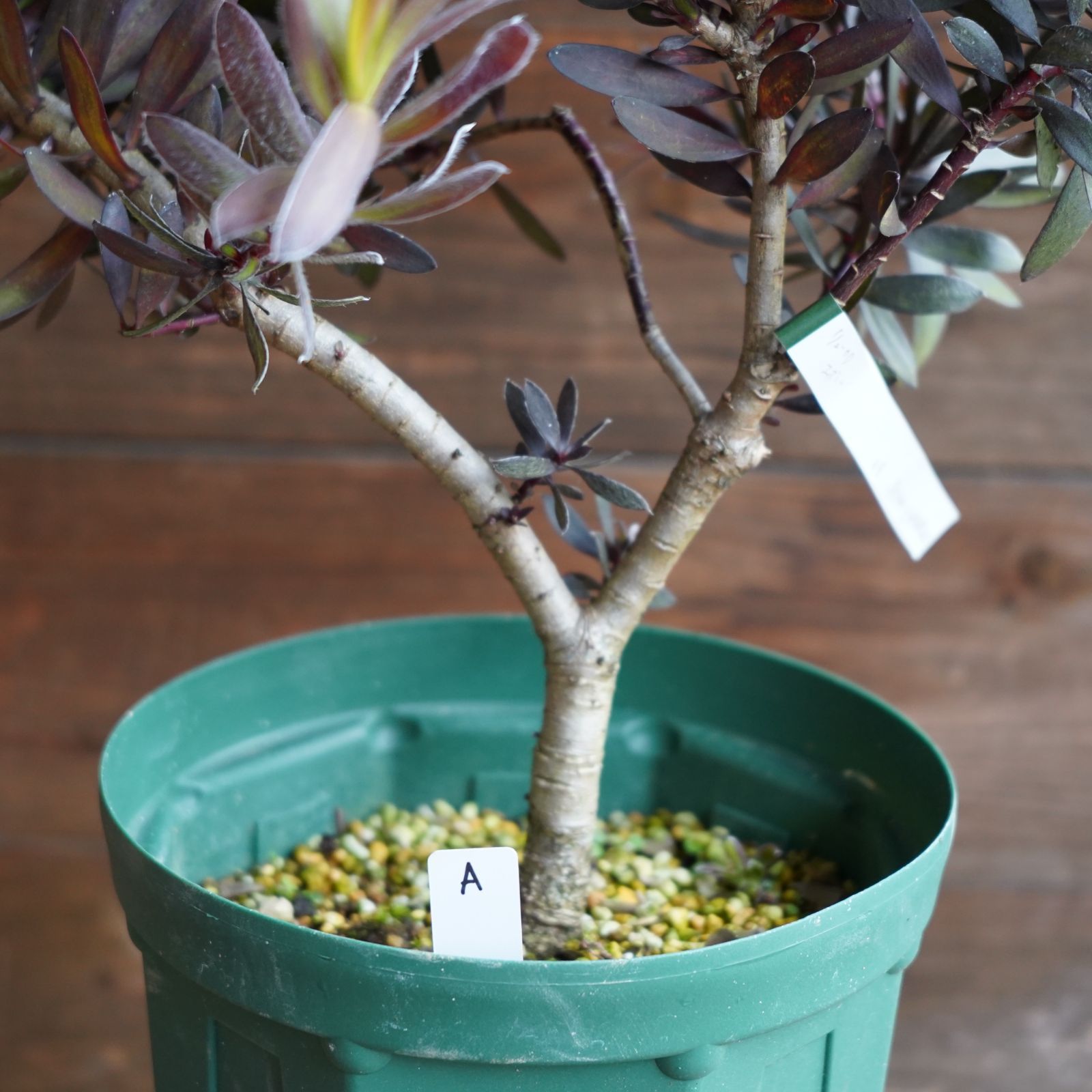 souju 　創樹　マンザニロ　テラコッタ鉢植え　苗 souju 創樹 マンザニロ テラコッタ鉢植え 苗 Souju 創樹 オリーブの木