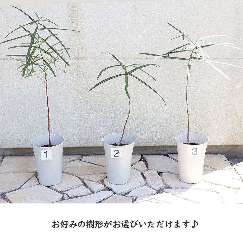 観葉植物 新生活 ブラキキトン ボトルツリー 7号 選べる樹形 【現品 