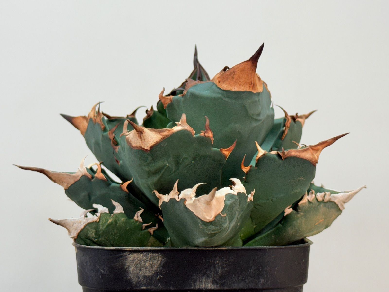 WF50 アガベ チタノタ ホワイトファイヤー 白火焔親株 ※鉢付き発送