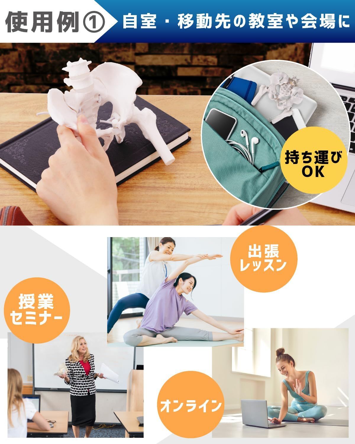 人体模型 骨格標本