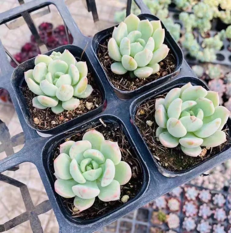 3株の抜き苗セット】グリムピンク 多肉植物 佐川急便発送