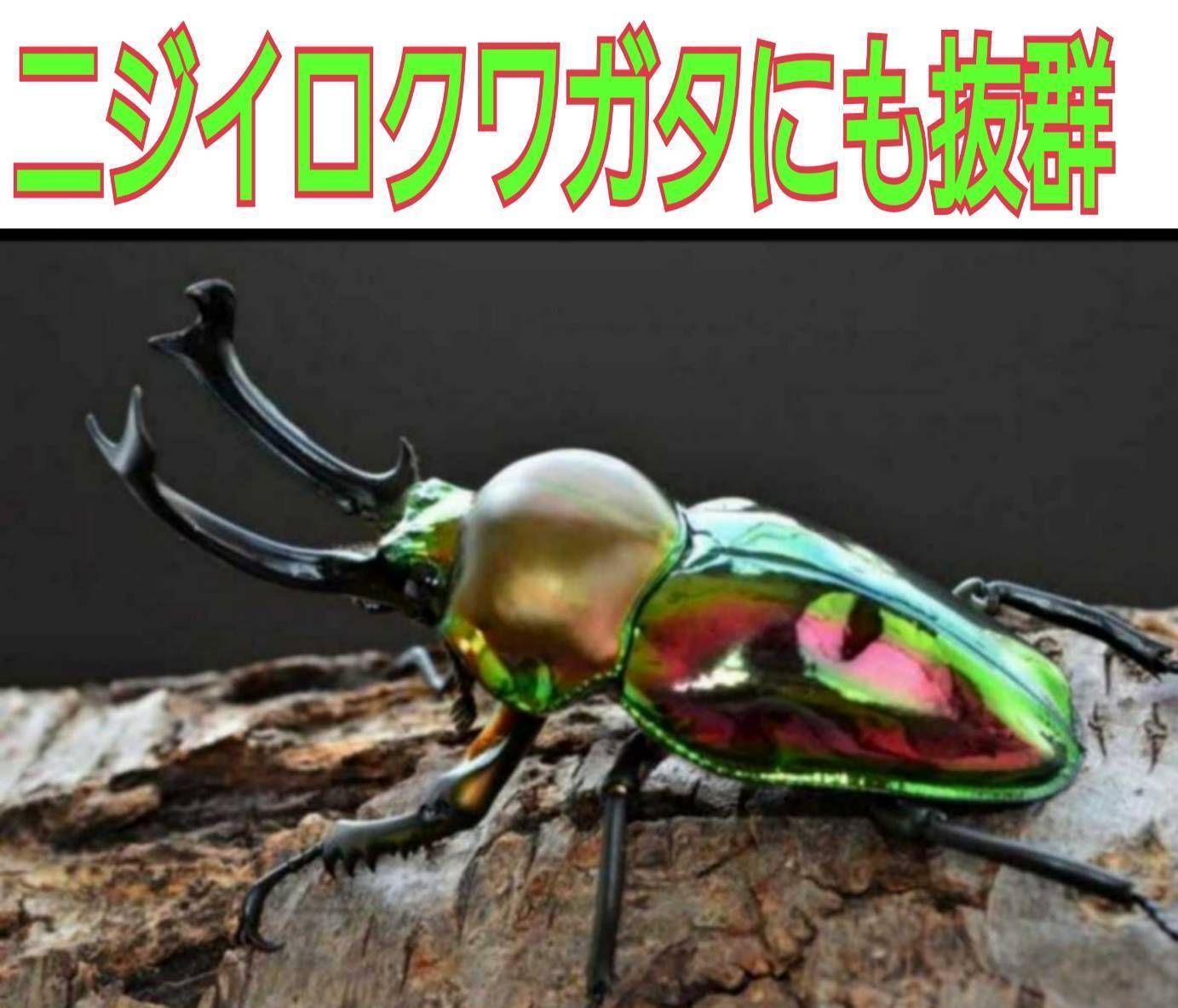 ニジイロクワガタにお薦め！極上！黒アワビタケ菌糸瓶【8本】トレハロース強化配合！ fit=scale-down,w=1200