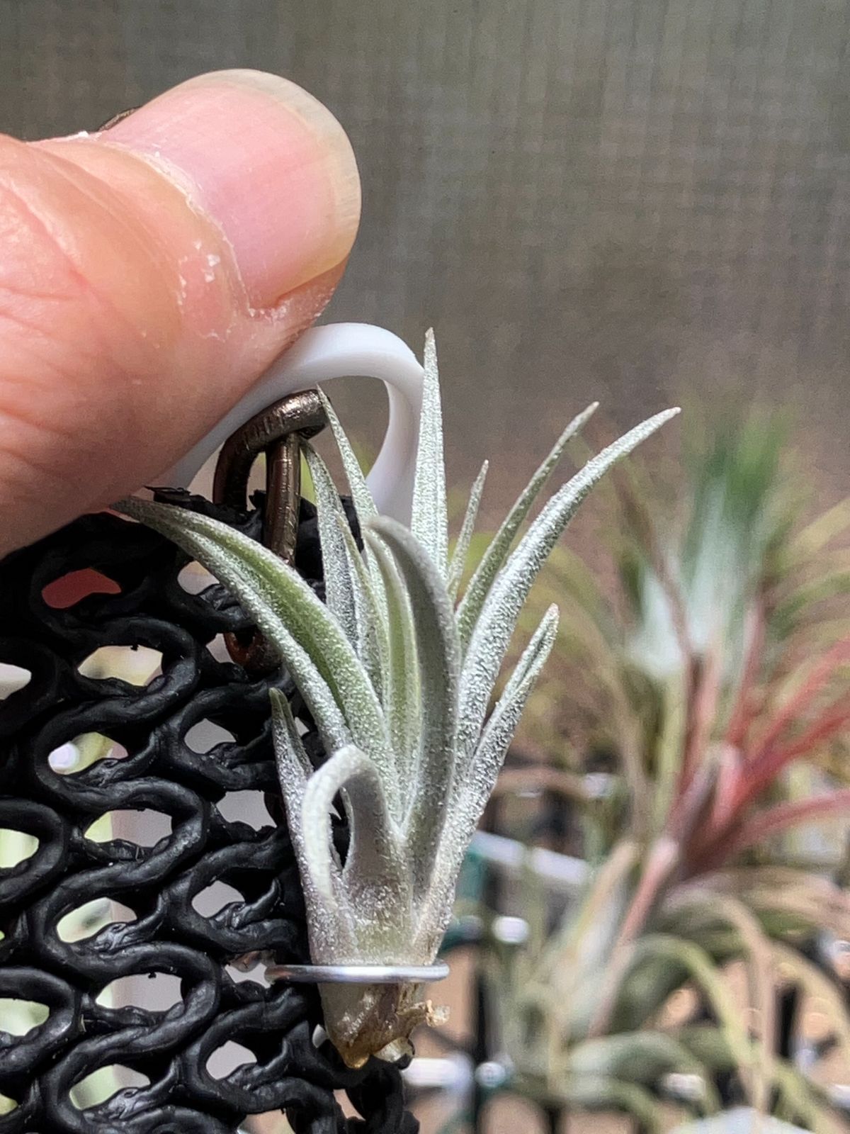 チランジア スークレイ ラージフォーム Tillandsia sucrei Large Form　キンクマ農園☆T00037