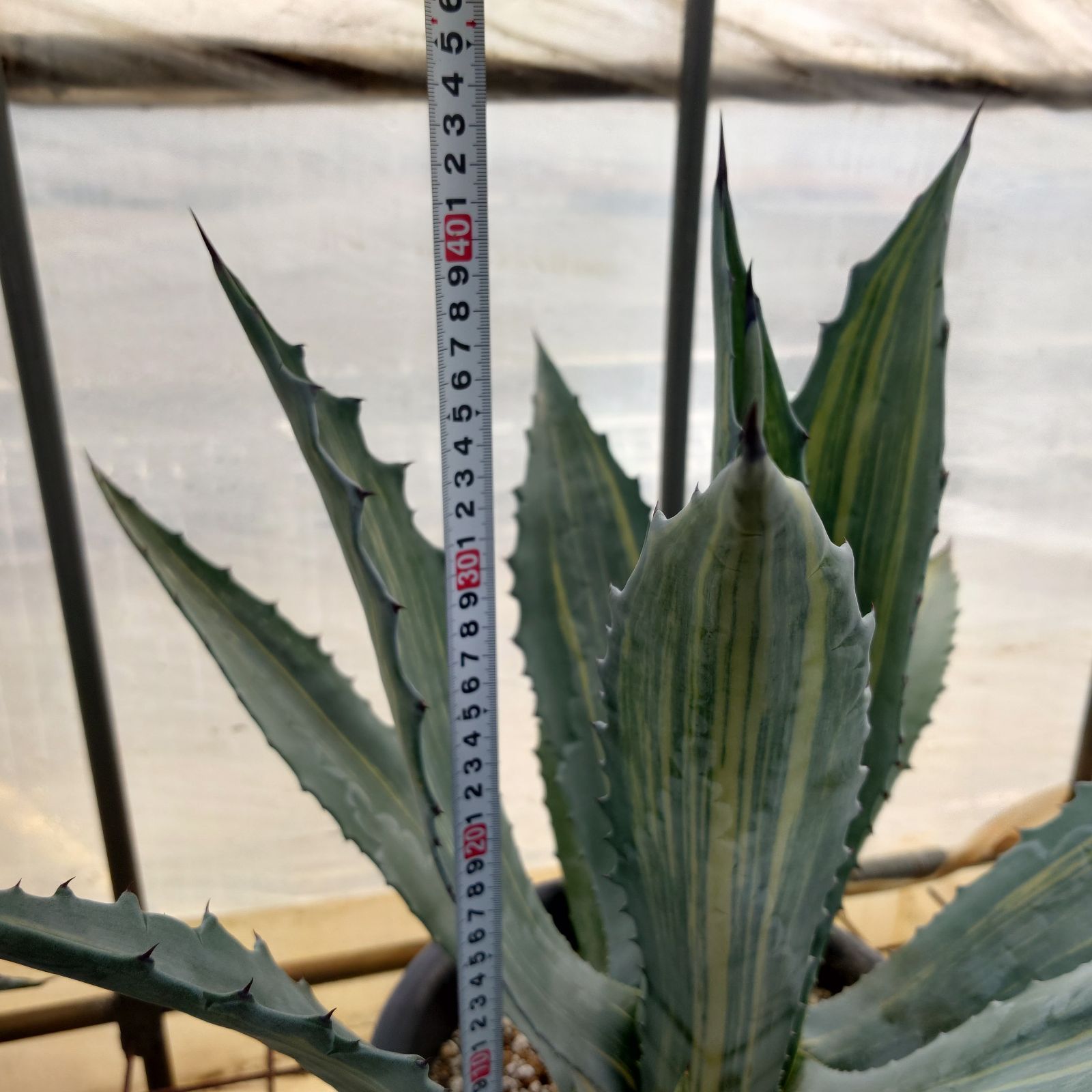 アガベ アメリカーナ 縞斑 直径約45㎝ AGAVE ?アガベ アメリカーナ 