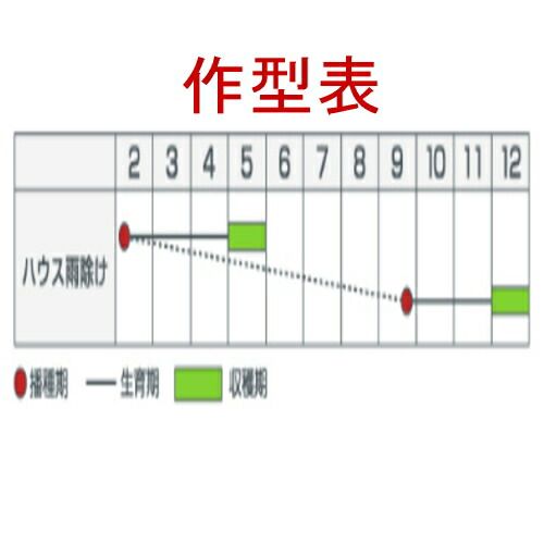 入荷次第出荷 カネコ種苗 ブラックアロー 1L