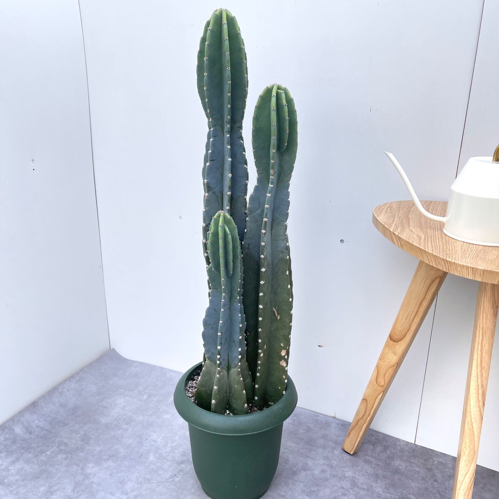現品 観葉植物