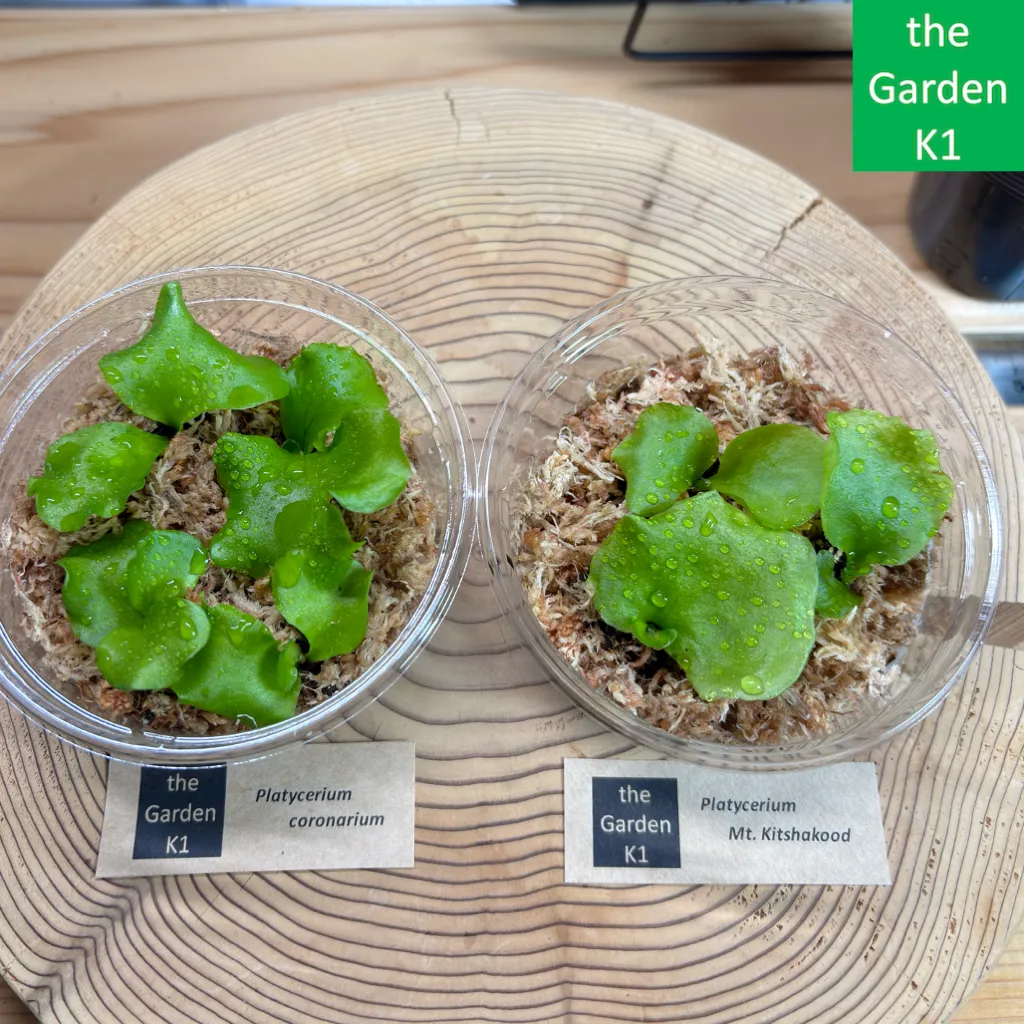 P.mt.kitshakood bold(呼称)