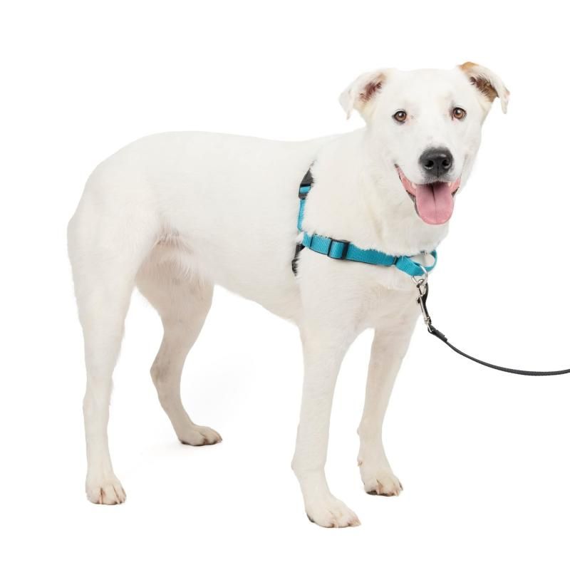 PetSafe デラックス イージーウォークハーネス 犬 ハーネス 中型犬 引っ張り防止 調整簡単 ネオプレン 抜けない 耐久性が高い 夜間反射 大型犬 M|L オーシャンブルー|ブラック