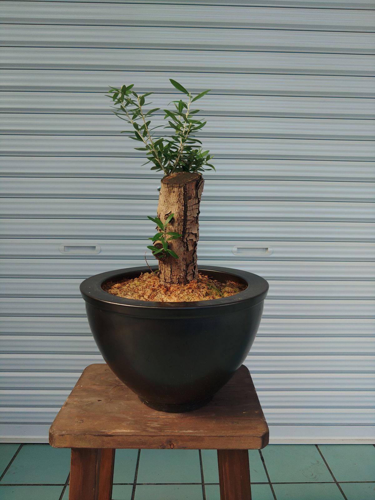 オリーブミッション 古木 盆栽仕立て - メルカリ