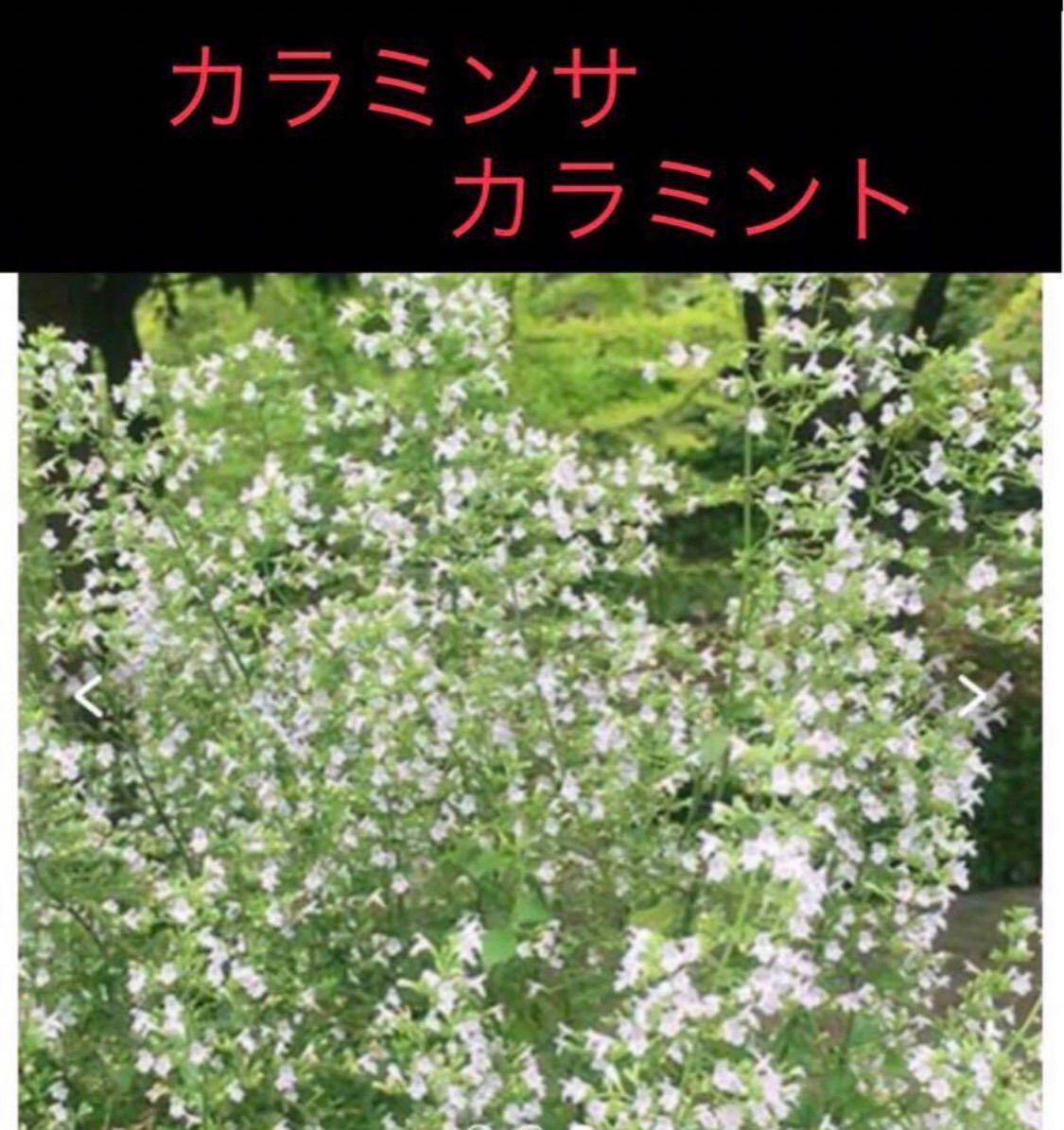 岐阜産ハーブ シソ科多年草 カラミンサ又は、カラミント 抜き苗 1株