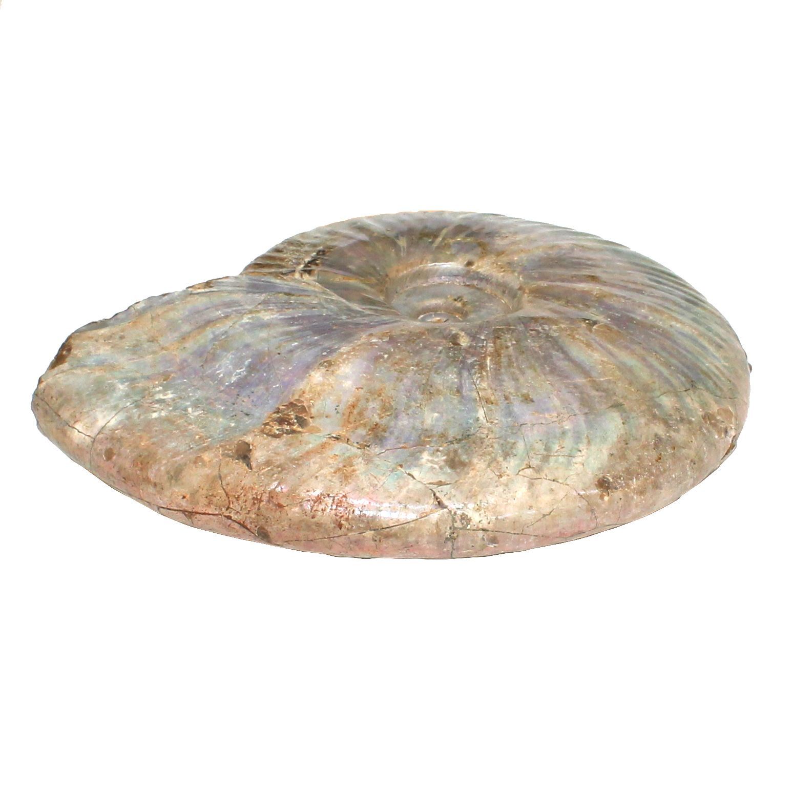 アンモライト化石　天然石　虹色　マダガスカル産　石標本　超大型 大型・1.2kg/18cm】虹色 遊色 アンモナイト 化石 標本 マダガスカル産