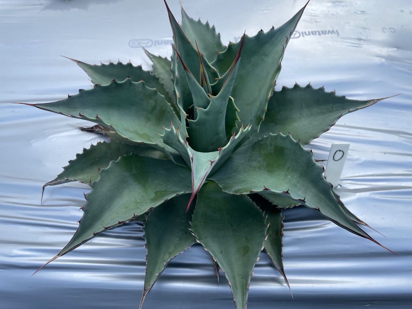 現品】アガベ・オバティフォリア・オルカ 7号 M5 現品】アガベ・オバ