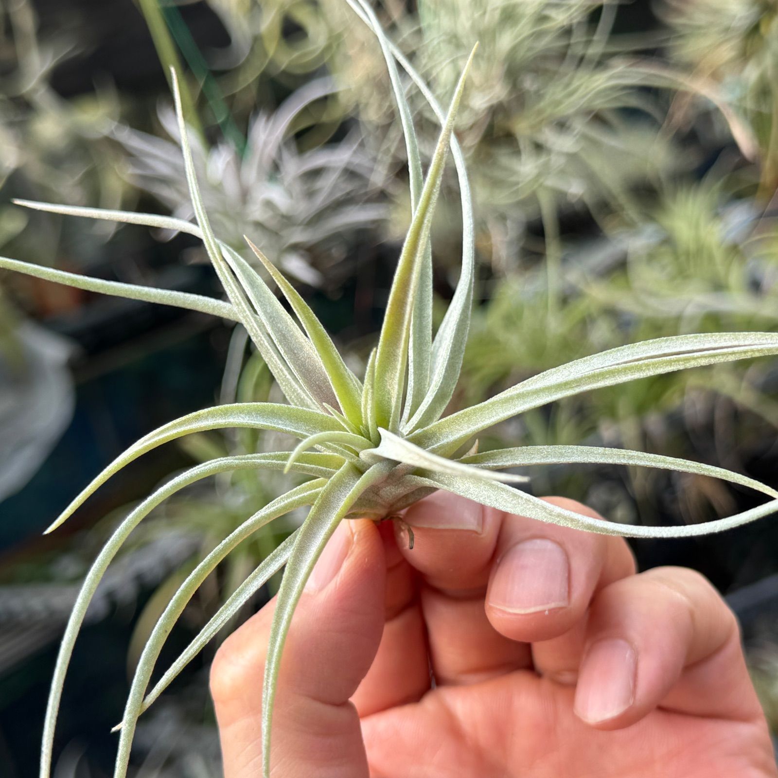 チランジア キセログラフィカ × ブラキカウロス Tillandsia