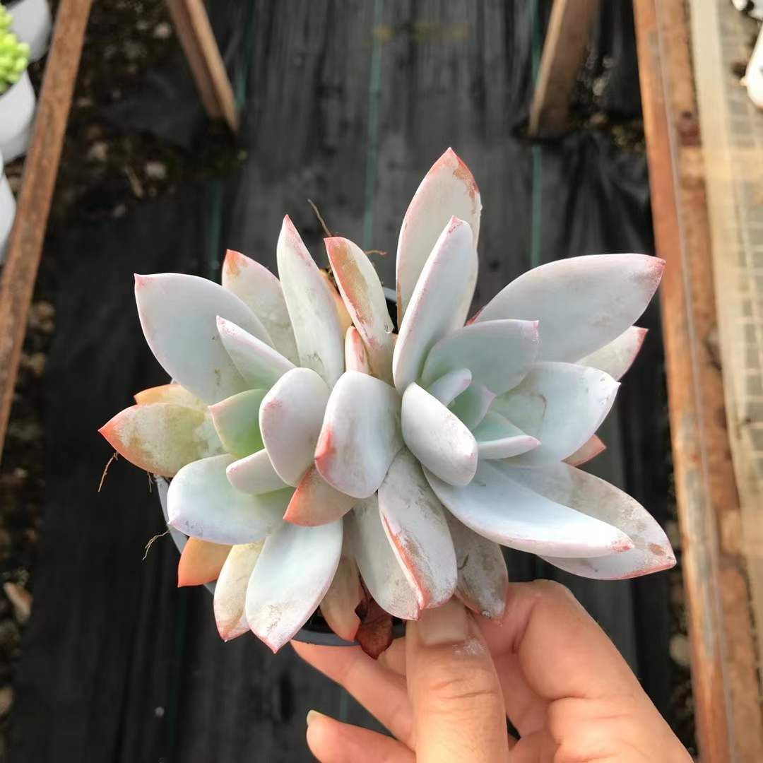 多肉植物 ❤️ フルルックス❤️1頭10cm!抜き苗4年生！ 多肉植物（ミックスベリア）青鬼 4cmポット苗① - メルカリ