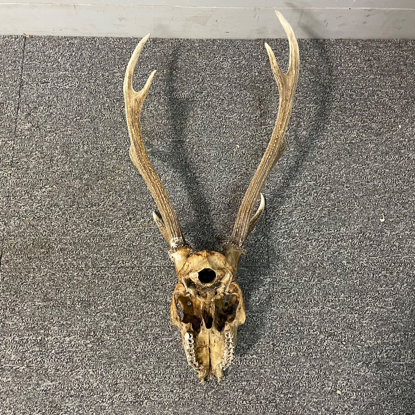 アンティーク古雑貨◾️ 大きなサイズ 鹿角 / 壁掛けオブジェ ♭ 鹿 シカ 頭蓋骨 角 置物 刀掛け 鹿角 オブジェ コレクション 頭部