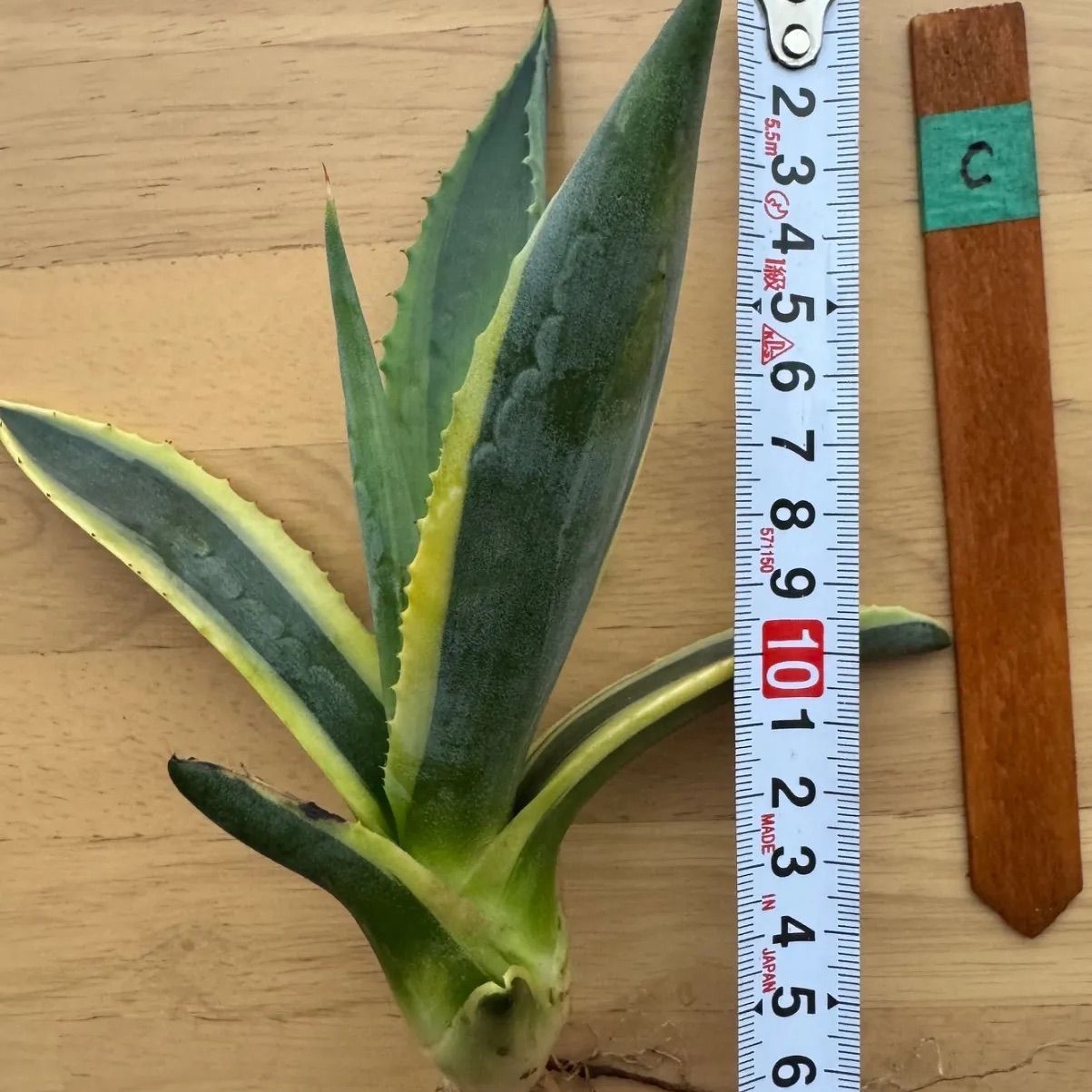 アガベ マシュマロクリーム 大株 アガベ マシュマロクリーム大株